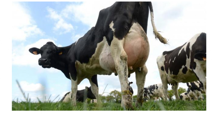Les producteurs de lait écrivent une lettre ouverte à Alex Bongrain Via Ouest France