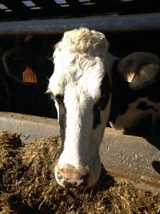 Association les laitiers du Val de Loire : comprendre la situation actuelle des éleveurs pour mieux y faire face 