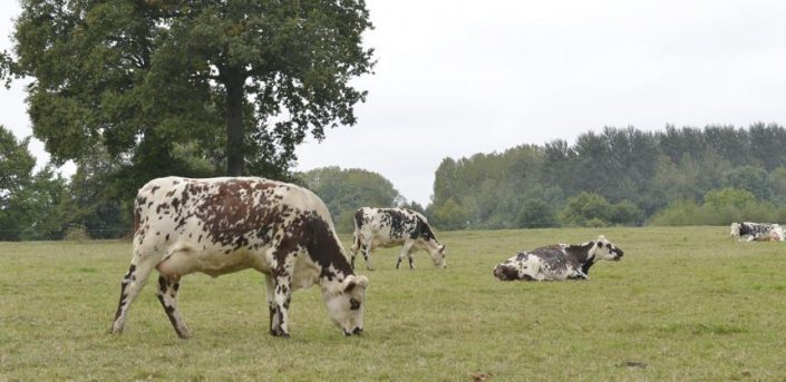 ÉTATS-GÉNÉRAUX DE L’ALIMENTATION « La présence des éleveurs laitiers est indispensable »