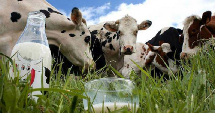 Comment sortir de la crise laitière selon les producteurs de Sunlait