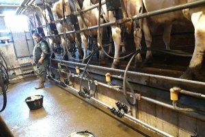 #OPaplbg en salle de traite épi OPperreault en salle de traite
