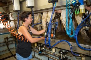 OPperreault en salle de traite