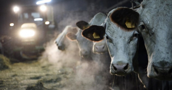 Médiation : pas d’accord sur le prix du lait entre Sunlait et Savencia